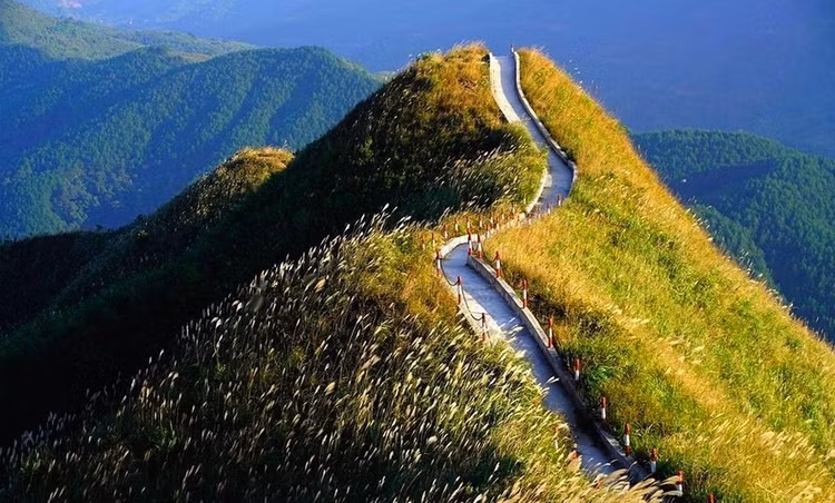 Bạt ngàn lau ở “sống lưng khủng long” Bình Liêu. Nguồn ảnh: Thanh Thuận. Bạt ngàn lau ở “sống lưng khủng long” Bình Liêu. Nguồn ảnh: Thanh Thuận.