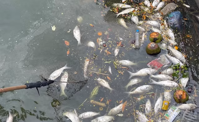 Một lượng lớn cá chết bị sóng đánh trôi dạt vào ven bờ đang phân hủy, bốc mùi hôi thối. Ảnh: Quỳnh Mai Một lượng lớn cá chết bị sóng đánh trôi dạt vào ven bờ đang phân hủy, bốc mùi hôi thối. Ảnh: Quỳnh Mai