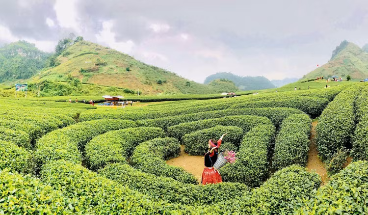 Tận hưởng không khí trong lành tại những đồi chè Mộc Châu.