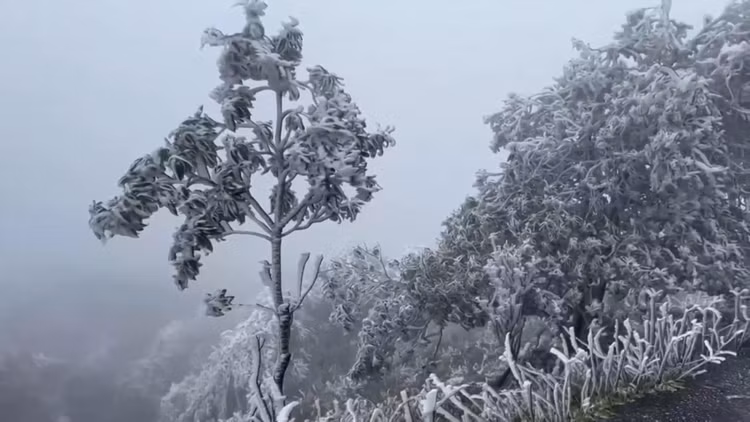 Cả cánh rừng được băng giá bao phủ, tạo nên hiện tượng thiên nhiên kỳ thú.