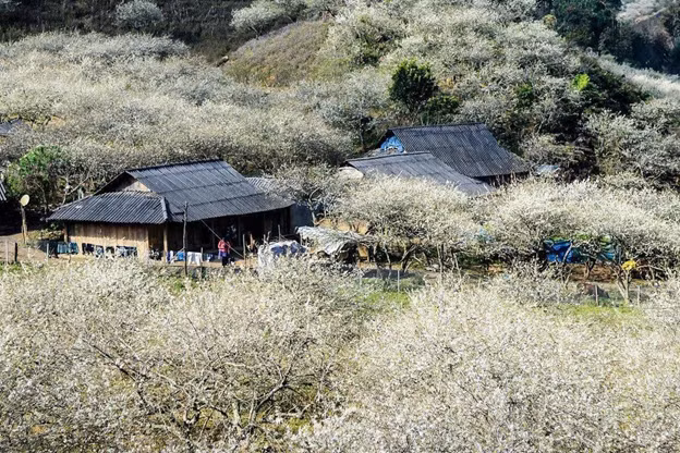 Thung Lũng Mận Nà Ka được ví như chốn thiên đường ngàn mây trên Cao Nguyên Mộc Châu. Nguồn ảnh: Internet