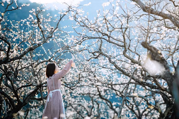 Cao nguyên Mộc Châu bắt đầu bước vào mùa hoa mận nở. Nguồn ảnh: Hải Dương