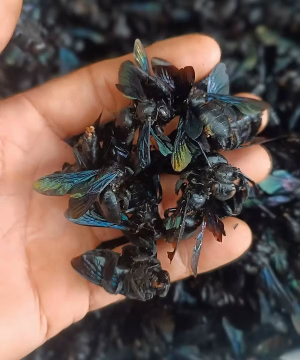 Ong bầu là loài ong giúp thụ phấn cho hoa màu nhưng đang bị săn bắt theo kiểu “tận diệt”, để bán kiếm lời. Nguồn: IT.