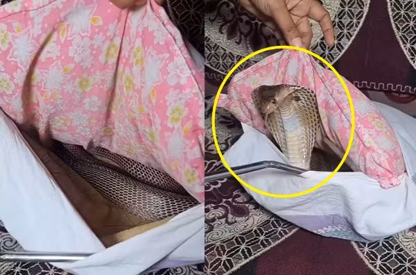 Con rắn hổ mang chúa cực độc ẩn nấp dưới nệm ghế sô pha khiến nhiều người sợ hãi.