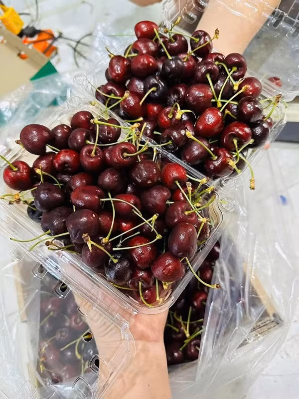 Cherry Chile nhập khẩu giá rẻ thường là hàng size nhỏ, không ngọt hay mọng nước như các loại đắt đỏ.