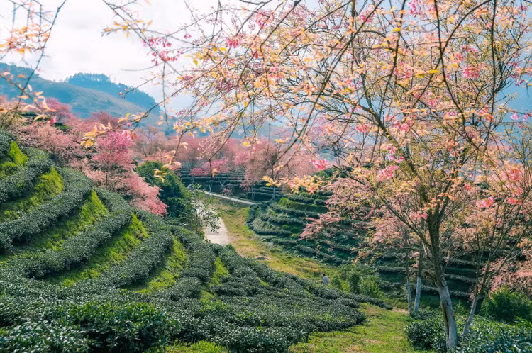 Nơi ngắm mai anh đào đẹp nhất là đồi chè Ô Long. Nguồn ảnh: Chu Đức Giang