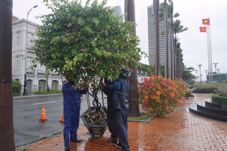 Trên Đường Bạch Đằng, bờ sông Hàn, các công nhân đội mưa di chuyển cây cảnh về vị trí an toàn, phòng khi bão đổ bộ. Trên Đường Bạch Đằng, bờ sông Hàn, các công nhân đội mưa di chuyển cây cảnh về vị trí an toàn, phòng khi bão đổ bộ.