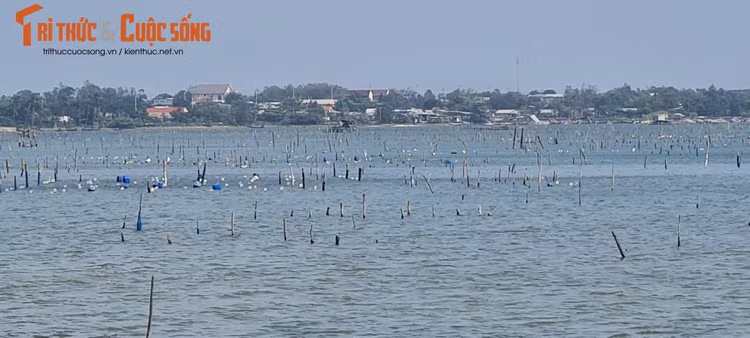 Đây cũng là một trong các đầm nước lợ lớn nhất ở xứ Huế, với diện tích lên tới khoảng 800 ha.