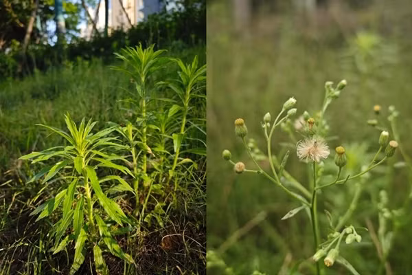 Cỏ phi bồng, hay còn gọi là tiểu bồng thảo (tên khoa học là Erigeron canadensis). Cỏ phi bồng, hay còn gọi là tiểu bồng thảo (tên khoa học là Erigeron canadensis).