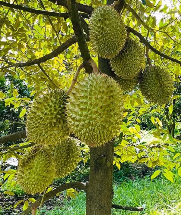Sầu riêng cắt tại vườn hiện giá giảm từ 5.000 - 20.000 đồng/kg so với cách nay khoảng 2 tuần. Sầu riêng cắt tại vườn hiện giá giảm từ 5.000 - 20.000 đồng/kg so với cách nay khoảng 2 tuần.