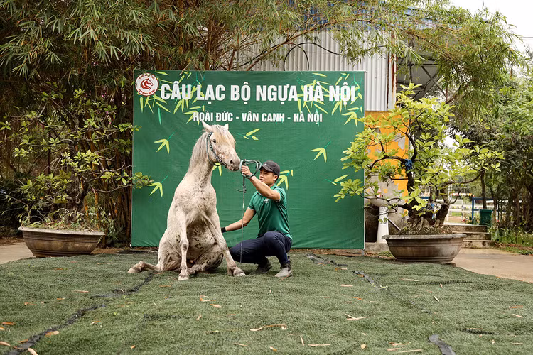 Ngựa ngồi, một động tác rất khó, đòi hỏi huấn luyện viên dành nhiều thời gian huấn luyện cho ngựa.