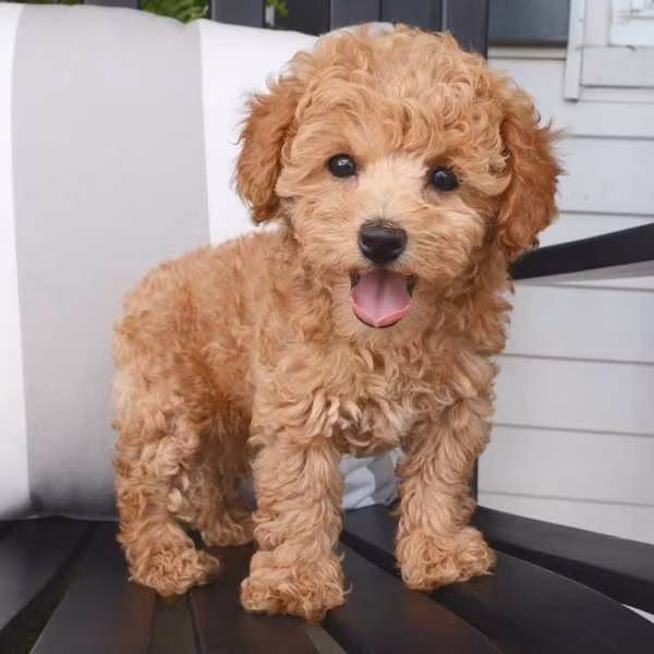 Chó Poodle. Chó Poodle.