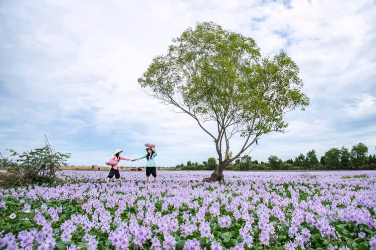 Vào dịp cuối năm hoa lục bình tím cả một vùng đồng nước mênh mông (Ảnh: Hoàng Thái Lê) Vào dịp cuối năm hoa lục bình tím cả một vùng đồng nước mênh mông (Ảnh: Hoàng Thái Lê)