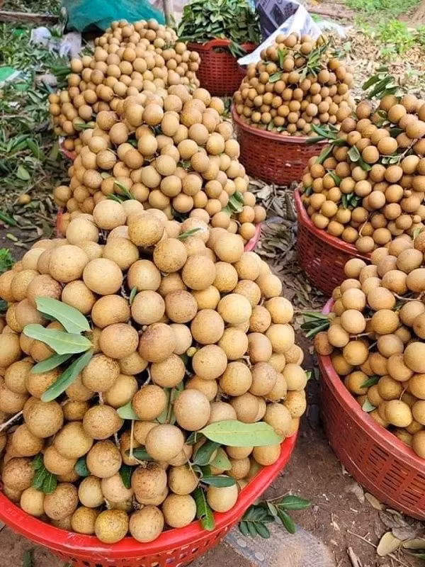 Giá nhãn giảm do nguồn cung dồi dào. Giá nhãn giảm do nguồn cung dồi dào.
