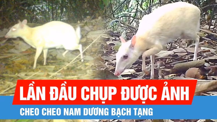 Đặt bẫy ảnh, bất ngờ phát hiện "thần thú" bạch tạng ở VQG Vũ Quang - Hình 4 Dat bay anh, bat ngo phat hien