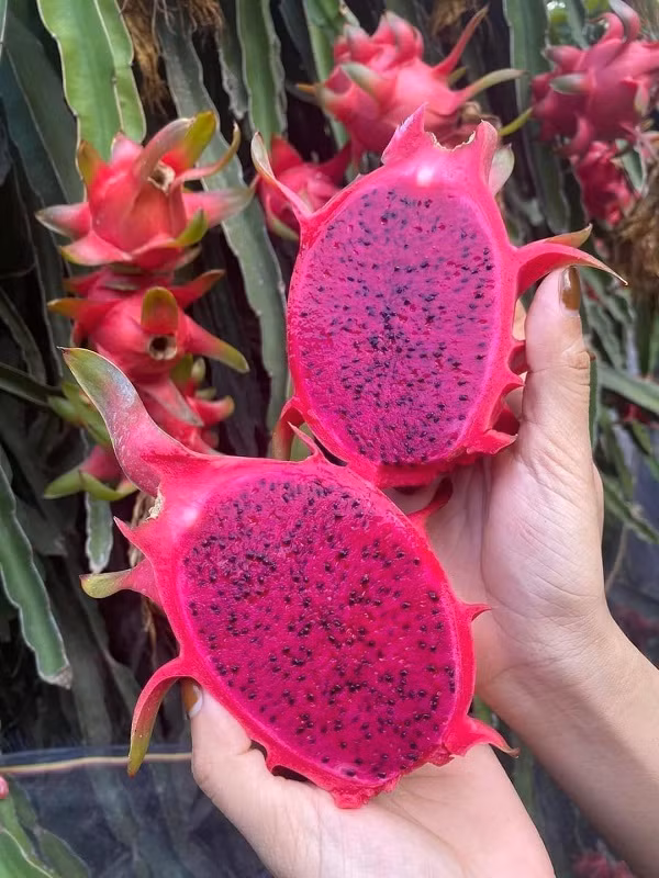 Thanh long ruột đỏ tăng giá từ 10.000 - 12.000 đồng/kg. Thanh long ruột đỏ tăng giá từ 10.000 - 12.000 đồng/kg.