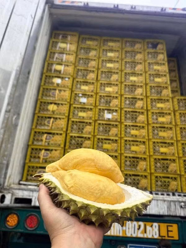 Trung Quốc kiểm tra 100% lô hàng sầu riêng nhập khẩu, khiến thời gian thông quan bị kéo dài, nhiều xe phải quay đầu bán xả hàng. Nguồn: IT Trung Quốc kiểm tra 100% lô hàng sầu riêng nhập khẩu, khiến thời gian thông quan bị kéo dài, nhiều xe phải quay đầu bán xả hàng. Nguồn: IT