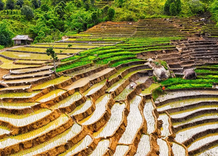 Ruộng bậc thang tại Tu Mơ Rông. Ảnh: Võ Duy Tuyên. Ruộng bậc thang tại Tu Mơ Rông. Ảnh: Võ Duy Tuyên.