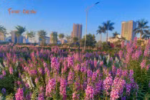 Nàng thơ nô nức check-in với dải hoa violet Nhật ở công viên An Hòa
