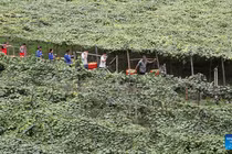 Nhộn nhịp cảnh thu hoạch vụ mùa ở Trung Quốc