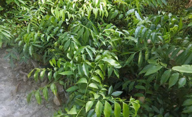 Lá mắc mật không chỉ là loại gia vị thơm ngon cho các món ăn, mà còn là loại thuốc quý trong đông y - Ảnh minh họa