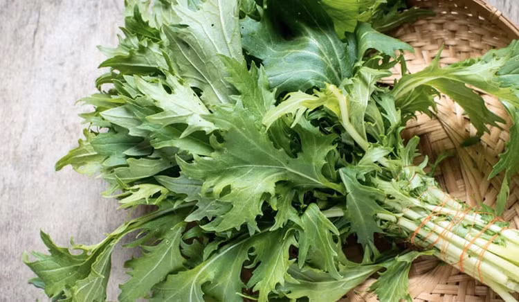 Loại rau này cùng họ cải nhưng có những chiếc lá răng cưa, tua rua, tựa như váy xòe của nàng công chúa. Loại rau này cùng họ cải nhưng có những chiếc lá răng cưa, tua rua, tựa như váy xòe của nàng công chúa.