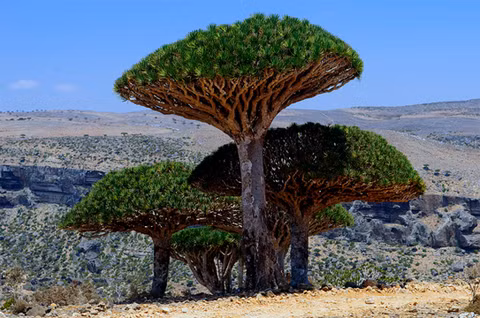 Cây máu rồng được coi là biểu tượng của đảo Socotra. Ảnh Pngtree Cây máu rồng được coi là biểu tượng của đảo Socotra. Ảnh Pngtree