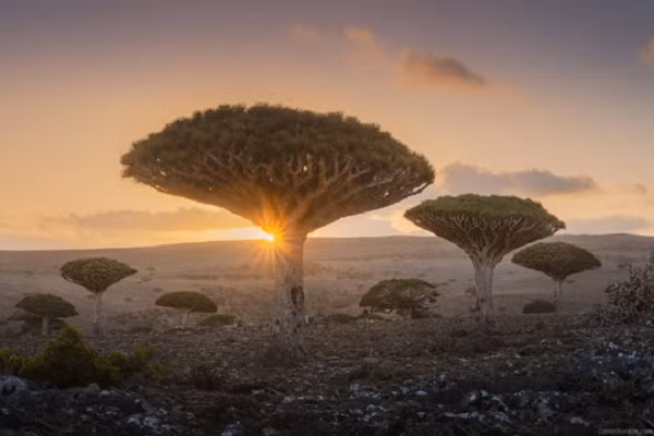 Là một loài cây cận nhiệt đới trên quần đảo Socotra của Yemen. Quần đảo này nằm trong Ấn Độ Dương và gần vịnh Aden. Ảnh Redsvn Là một loài cây cận nhiệt đới trên quần đảo Socotra của Yemen. Quần đảo này nằm trong Ấn Độ Dương và gần vịnh Aden. Ảnh Redsvn