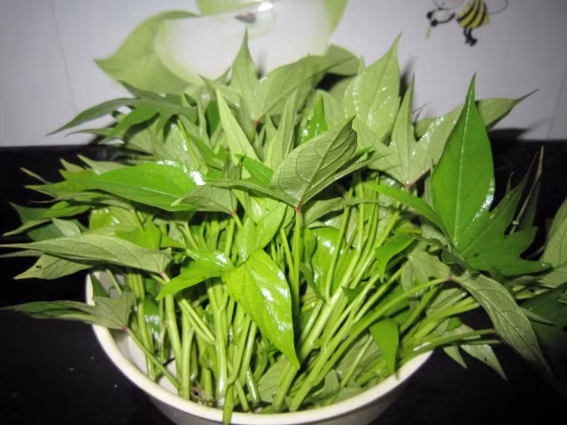 Rau khoai lang giàu chất xơ. Ảnh minh họa Rau khoai lang giàu chất xơ. Ảnh minh họa