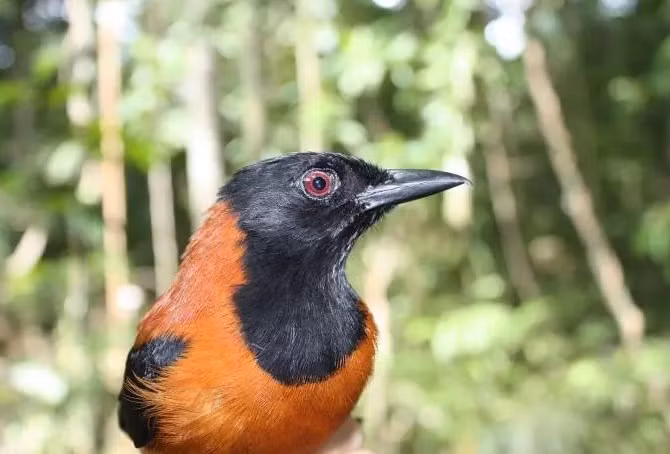 Loại chim này được tìm thấy ở New Guinea, thuộc họ chim Pacycephalidae. Chúng có bộ lông với màu sắc sặc sỡ và là loài ăn tạp. Ở đây, người ta gọi chúng là loài chim “rác” vì thứ mùi hôi đặc trưng trên người. Ăn thịt chim này có vị đắng khó chịu và có thể gây bệnh.