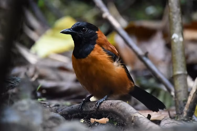 Người Melanesia ở Papua New Guinea từ lâu đã biết tránh xa loài chim pitohui, nhưng đối với thế giới phương Tây, khả năng sở hữu độc của loài chim này chỉ được phát hiện một cách tình cờ chỉ hơn ba thập kỷ trước. Ảnh khoahoc.tv
