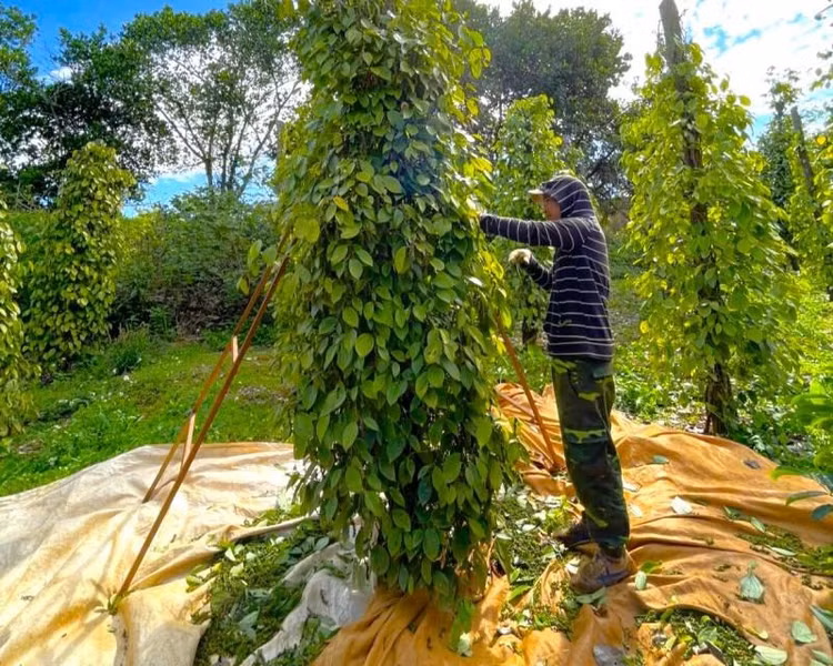 Hiệp hội Hồ tiêu Việt Nam sẽ phối hợp với UBND tỉnh Đắk Lắk triển khai các hoạt động hỗ trợ phát triển sản xuất bền vững Hồ tiêu và gia vị theo chuỗi giá trị tại Đắk Lắk. Ảnh: VPA.