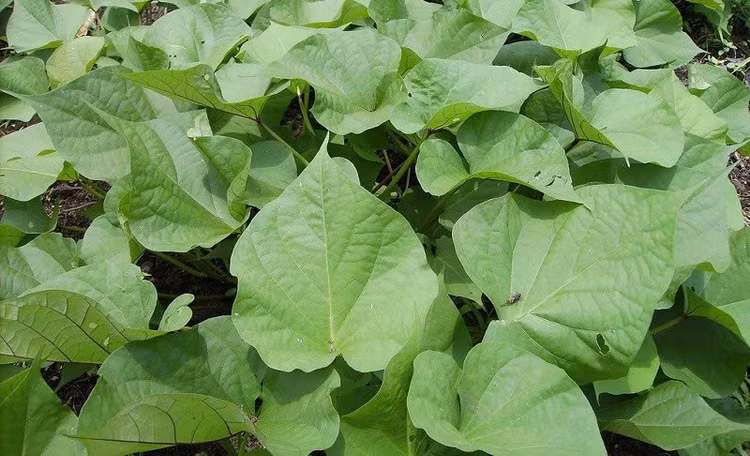 Giảm nguy cơ loãng xương: Vitamin K có trong rau lang là cân bằng hàm lượng canxi có trong xương. Bằng việc kết hợp vitamin K với vitamin D, quá trình hình thành xương sẽ đạt hiệu quả cao hơn, vết gãy ở xương cũng nhanh chóng được hồi phục. Ảnh Internet Giảm nguy cơ loãng xương: Vitamin K có trong rau lang là cân bằng hàm lượng canxi có trong xương. Bằng việc kết hợp vitamin K với vitamin D, quá trình hình thành xương sẽ đạt hiệu quả cao hơn, vết gãy ở xương cũng nhanh chóng được hồi phục. Ảnh Internet