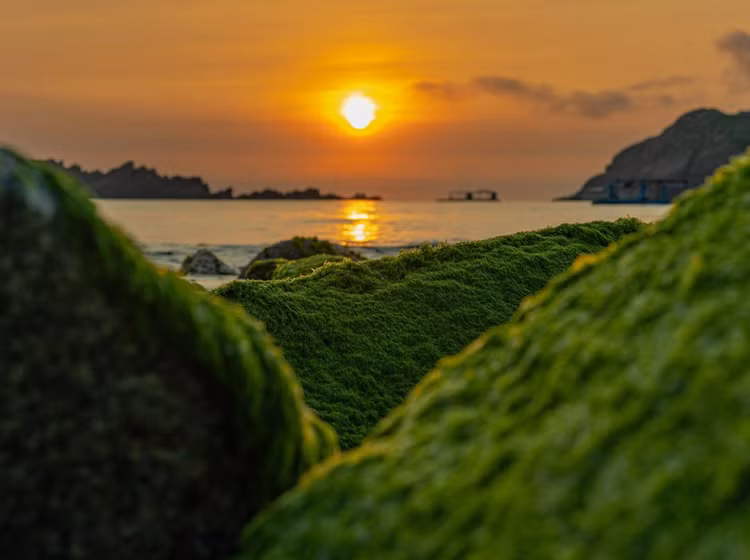 Cứ độ từ tháng giêng đến tháng 3 âm lịch hằng năm, nhiều ghềnh đá tại các vùng biển của tỉnh Bình Định nói chung và xã Nhơn Hải (TP. Quy Nhơn) nói riêng, lại khoác lên mình một vẻ đẹp như những bức tranh giữa màu xanh nước biển, màu đỏ nâu của đá và màu xanh của rêu, tạo nên sức quyến rũ đối với du khách. Ảnh Dũng Nhân Cứ độ từ tháng giêng đến tháng 3 âm lịch hằng năm, nhiều ghềnh đá tại các vùng biển của tỉnh Bình Định nói chung và xã Nhơn Hải (TP. Quy Nhơn) nói riêng, lại khoác lên mình một vẻ đẹp như những bức tranh giữa màu xanh nước biển, màu đỏ nâu của đá và màu xanh của rêu, tạo nên sức quyến rũ đối với du khách. Ảnh Dũng Nhân