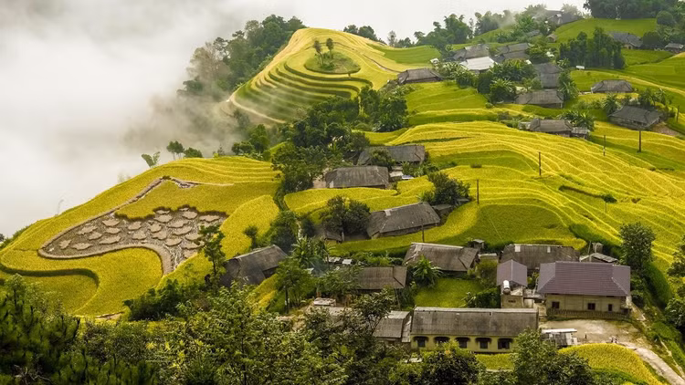 Hoàng Su Phì nổi tiếng với mùa lúa chín hàng năm. Nguồn: Nguyễn Hoàng