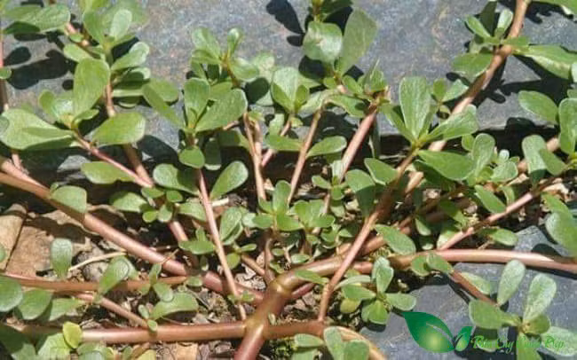 Rau sam còn có tên gọi khác là mã xỉ thái hoặc trường thọ thái, có tên khoa học là Portulaca oleracea. Ảnh minh họa