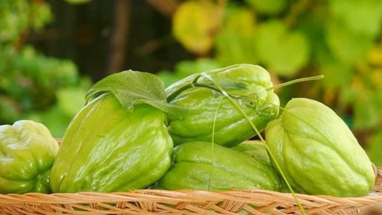 Lợi ích của su su đối với sức khỏe. Ảnh minh họa Lợi ích của su su đối với sức khỏe. Ảnh minh họa
