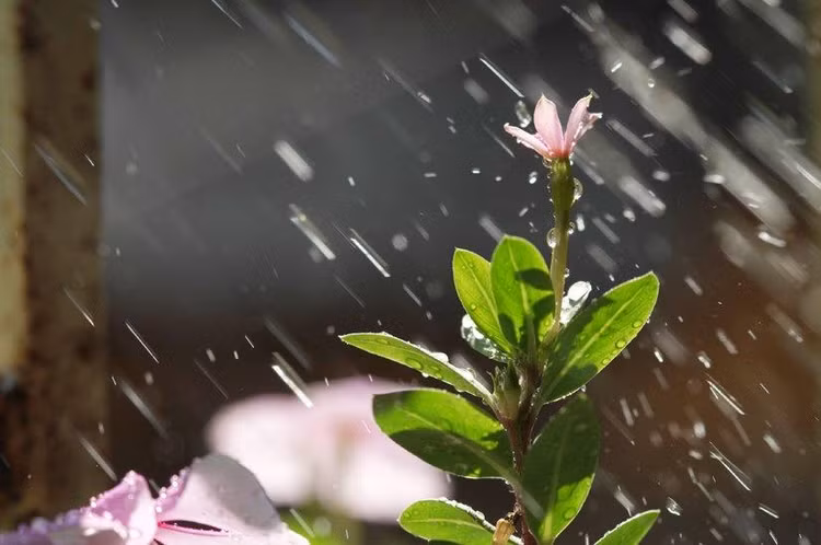 Hạt mưa thu trong nắng long lanh như những hạt ngọc làm mùa thu đẹp hơn.