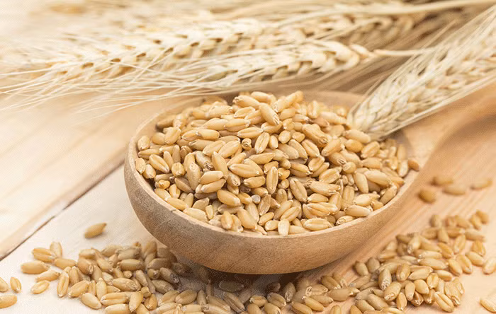 Đại mạch chứa nhiều beta-glucan - một loại chất xơ hòa tan tạo thành gel khi kết hợp với chất lỏng. Ảnh minh họa