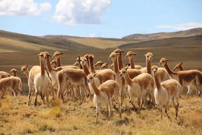 Tại Peru, người ta xem loài động vật này như là biểu tượng quốc gia, và lấy hình của nó in trên cờ tổ quốc, huy hiệu, tiền xu. Ảnh Dreamtime