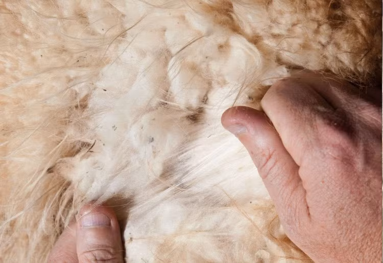 Len từ lông lạc đà vicuña được ví là "vàng/kho báu của Andes", là loại sợi hiếm, tốt và đắt nhất trên thế giới. Len vicuña có thể dễ dàng được nhận ra bởi con mắt tinh tế nhờ màu sắc tự nhiên nâu vàng đậm, hoà quyện với cảnh quan tại núi. Ảnh Getty
