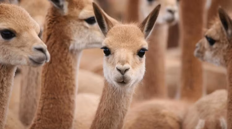 Dù khá nhỏ nhắn, song Vicuña không phải là loài vật yếu ớt. Do sống ở trên cao, lại là vùng núi khắc nghiệt, chúng đã tiến hóa để có số lượng hồng cầu trong máu cực lớn, nhằm tăng khả năng tận dụng oxy. Ảnh Pixabay