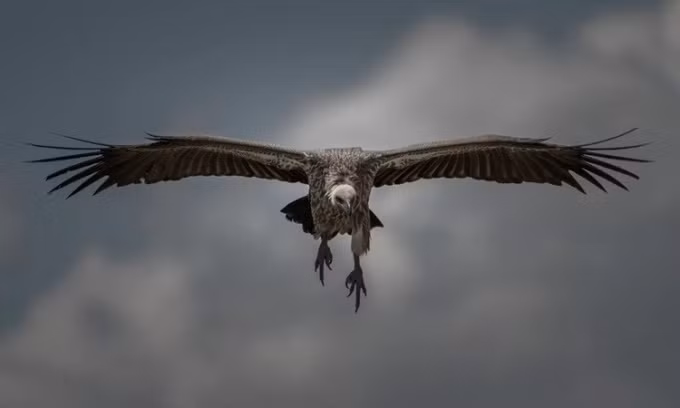 Gyps rueppellii là một loài chim trong họ Accipitridae. Loài kền kền này có thể được tìm thấy trên khắp vùng Sahel của miền trung châu Phi. Ảnh Andres Mena Photos