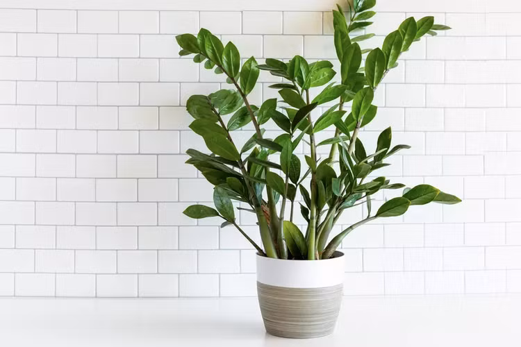 Cây kim tiền mang ý nghĩa giàu sang, thịnh vượng. Ảnh minh họa