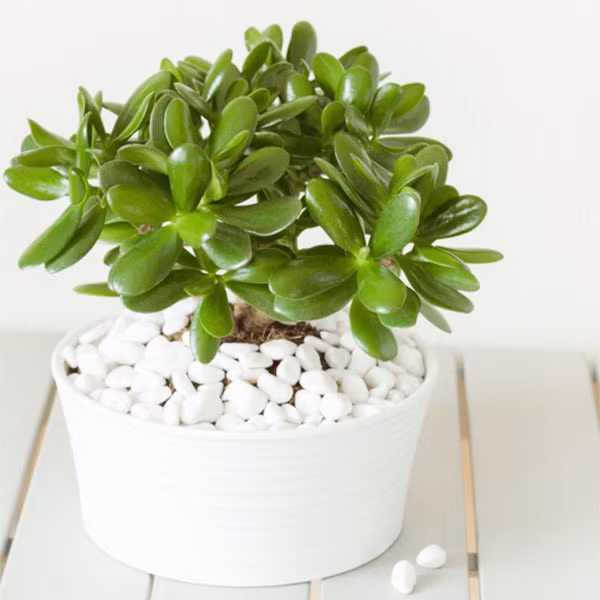 Ngọc Bích cũng là một loại cây thường được sử dụng trong phong thủy, với mong muốn thu hút tiền tài cho gia chủ. Ảnh minh họa