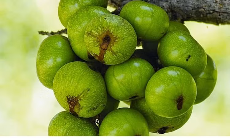 Một quả sung tươi nhỏ (40 gram) chứa 30 calo, 8 g carbs, 1 g chất xơ cùng các chất magie, kali, vitamin B6, vitamin K... Ảnh Internet Một quả sung tươi nhỏ (40 gram) chứa 30 calo, 8 g carbs, 1 g chất xơ cùng các chất magie, kali, vitamin B6, vitamin K... Ảnh Internet
