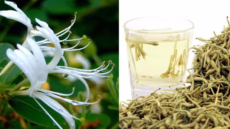 Tác dụng chính của kim ngân hoa bao gồm thanh nhiệt (làm mát cơ thể), giải độc (loại bỏ độc tố) và tán phong nhiệt (giải tỏa các triệu chứng do phong nhiệt gây ra). Chính vì những đặc tính này, kim ngân hoa thường được sử dụng để điều trị các chứng bệnh có liên quan đến nhiệt độc gây ra như sốt, mụn nhọt, viêm họng, cảm cúm… Ảnh minh họa Tác dụng chính của kim ngân hoa bao gồm thanh nhiệt (làm mát cơ thể), giải độc (loại bỏ độc tố) và tán phong nhiệt (giải tỏa các triệu chứng do phong nhiệt gây ra). Chính vì những đặc tính này, kim ngân hoa thường được sử dụng để điều trị các chứng bệnh có liên quan đến nhiệt độc gây ra như sốt, mụn nhọt, viêm họng, cảm cúm… Ảnh minh họa