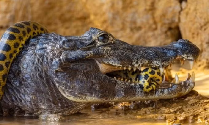 Cá sấu đen Caiman là một trong những loài thủy quái hung tợn sinh sống tại con sông Amazon. Chúng có thể dài tới 6m, là loài động vật ăn thịt hàng đầu ở sông Amazon. Cá sấu đen Caiman có thể ăn bất cứ thứ gì ở gần chúng, bao gồm cả cá piranha, khỉ, hươu, nai, cá rô, trăn... Ngoài khả năng rình mồi và lớp ngụy trang hoàn hảo, cá sấu đen Caiman còn có lực hàm cực mạnh. Chúng thường đớp rồi lôi con mồi xuống nước, lộn tròn để xé xác