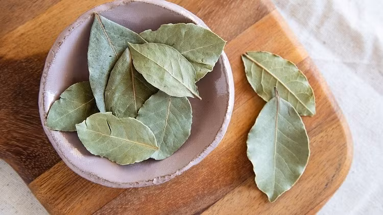 Tác dụng tuyệt vời của lá nguyệt quế đối với sức khỏe. Ảnh minh họa