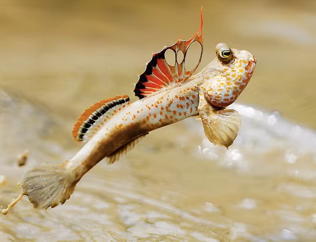 Cơ thể của chúng có thể trữ nước trong mang để hô hấp và trao đổi khí qua da như ếch. Ảnh The Rium Cơ thể của chúng có thể trữ nước trong mang để hô hấp và trao đổi khí qua da như ếch. Ảnh The Rium